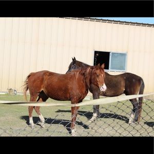 Meet your Posher, Brianna